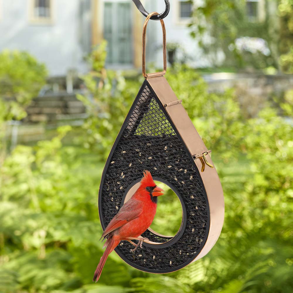 New Bird Feeder with happy bird