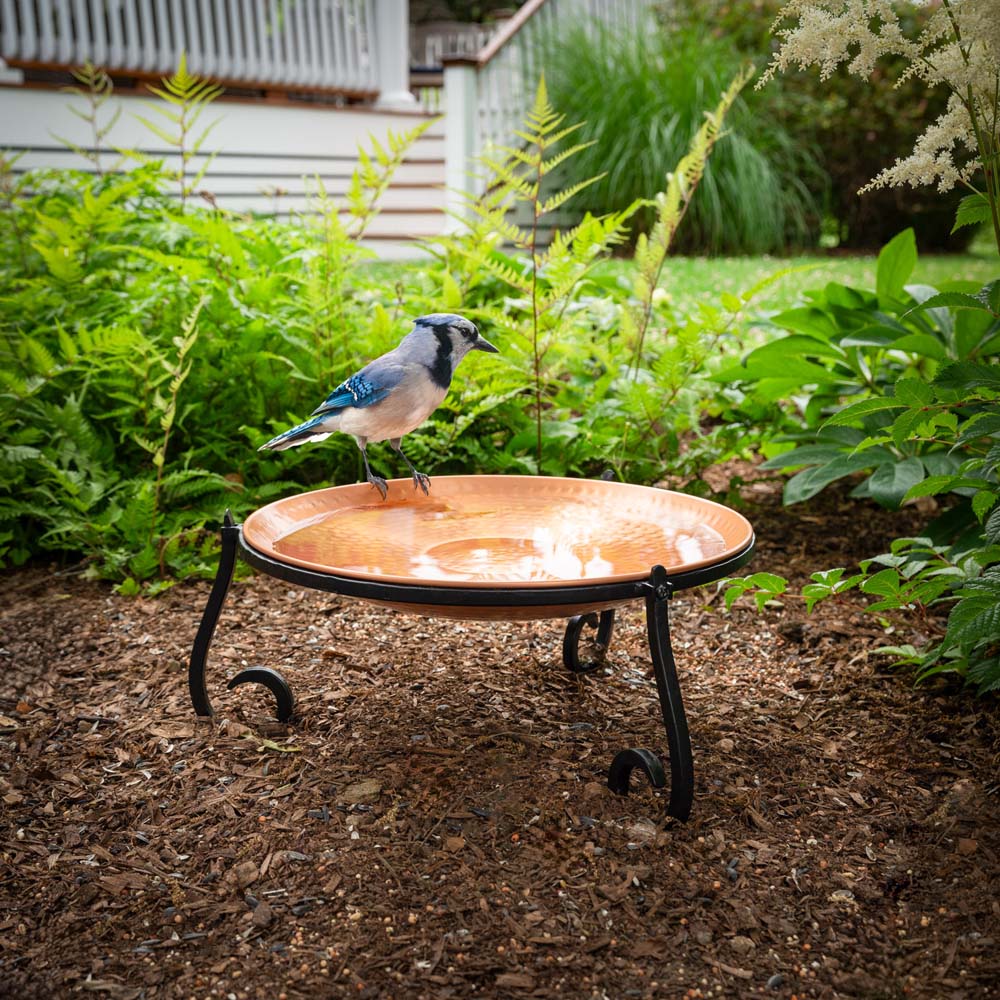 Bird on clean birdbath